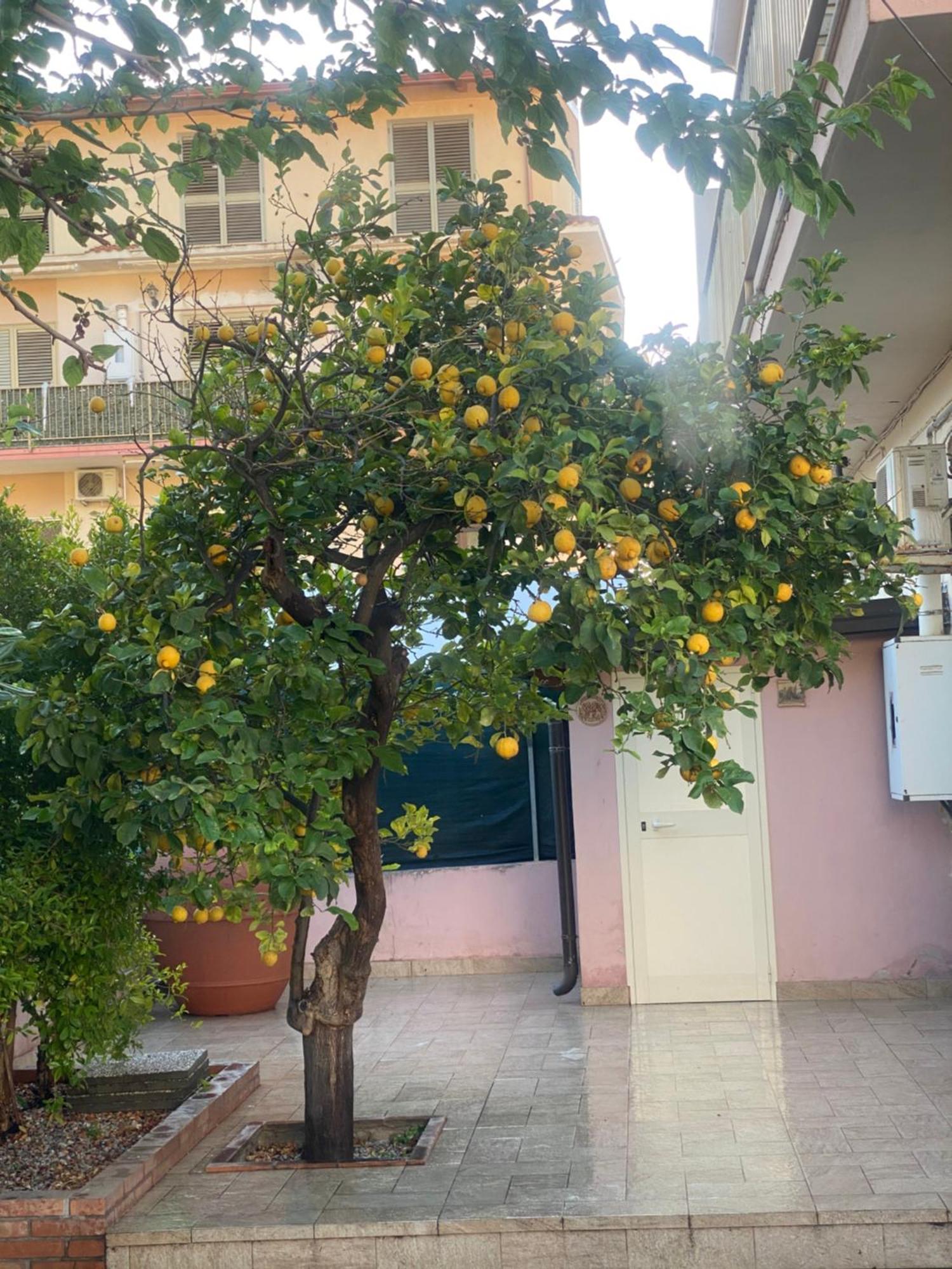 Villa L'Albero Di Limoni Sul Mare Di Pizzo Extérieur photo