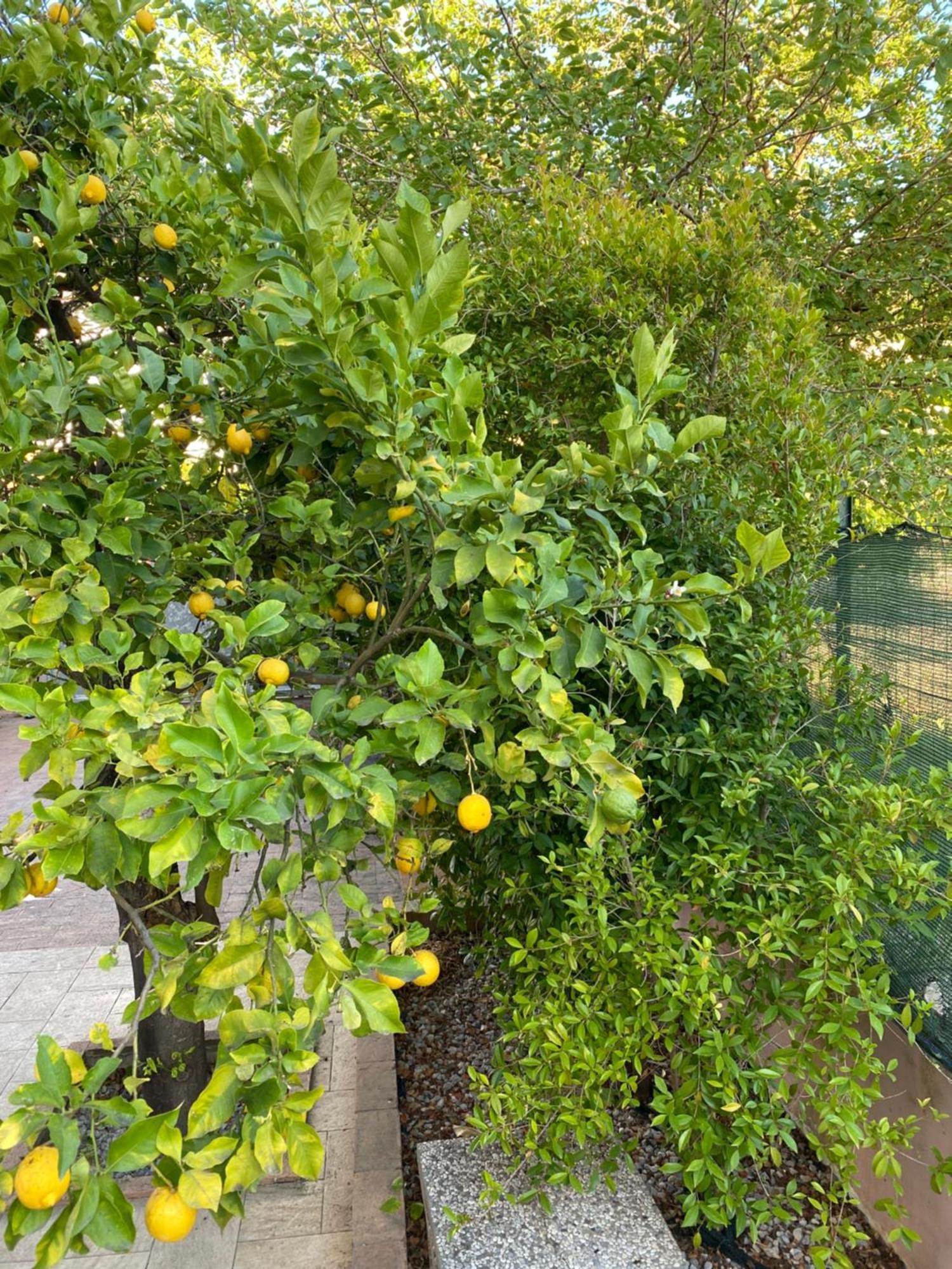 Villa L'Albero Di Limoni Sul Mare Di Pizzo Extérieur photo
